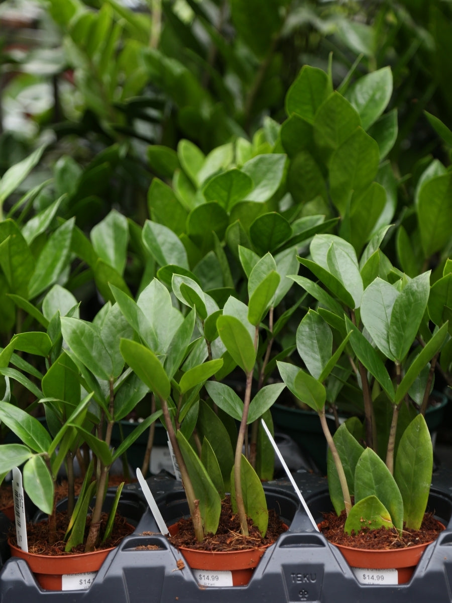 Zamioculcas ZZ Plant